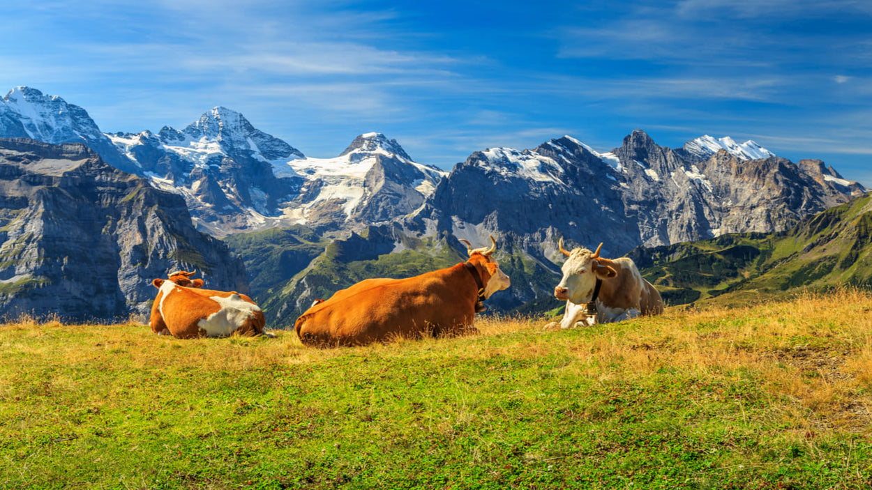 Beef Tallow: Die natürliche Alternative für gesunde, gepflegte Haut