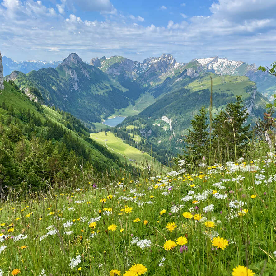 Malerisches Alpenpanorama mit saftig grüner Wiese