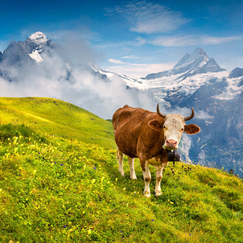 Kuh auf blühender Wiese mit Alpen im Hintergrund