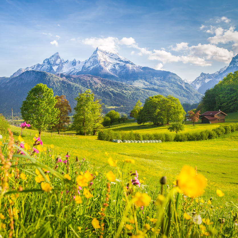 Frühling in den Schweizer Alpen mit gelben Wiesenblumen